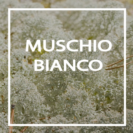 02-MUSCHIO-BIANCO TredicesimaEssenza -MUSCHIO BIANCO