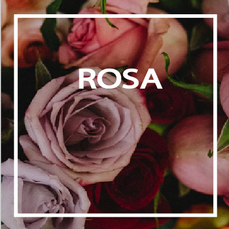 07-ROSA ROSA | www.tredicesimaessenza.it
