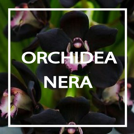 09-ORCHIDEA-NERA TredicesimaEssenza -ORCHIDEA NERA