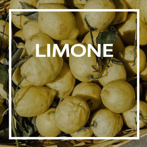 11-LIMONE TredicesiamEssenza - LIMONE