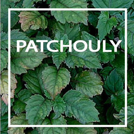 17-PATCHOULY TredicesimaEssenza -PATCHOULY